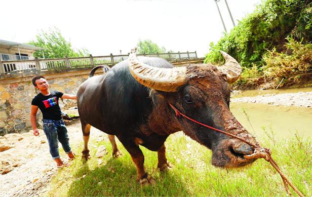 一分钟教你“斗牛都有什么工具道具_《爱问知识人 使用说明》