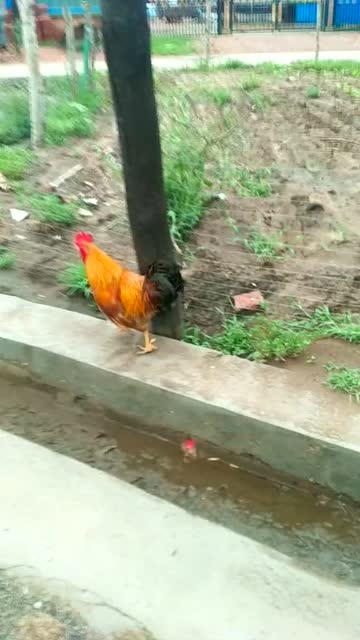 多乐贵阳捉鸡其实真的有挂(真的有挂确实有挂)