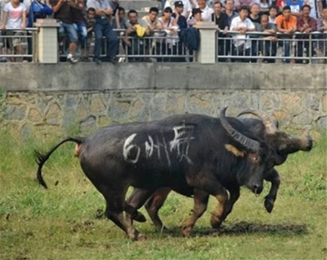给大家爆料一下民间农村斗牛牛技巧手法 钱_大神怎么打一《我来教教你怎么赢 》