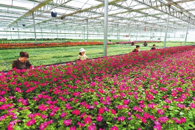 一分钟教你“草花机赢钱技巧《详细教程 新浪科技》